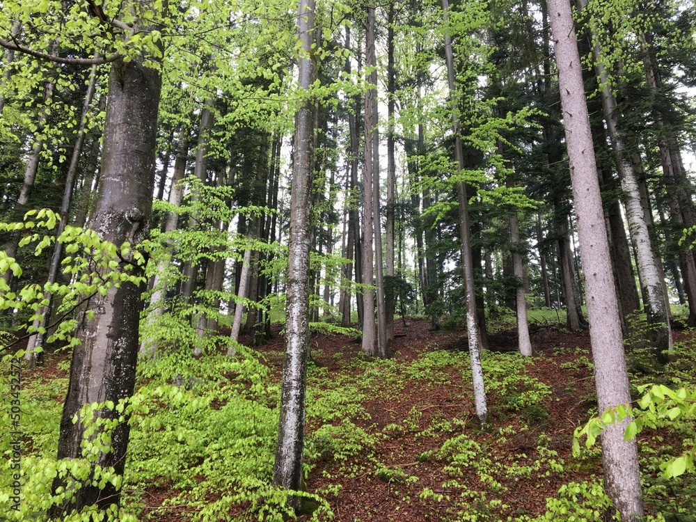 Frühling im Wald Frühling im Wald