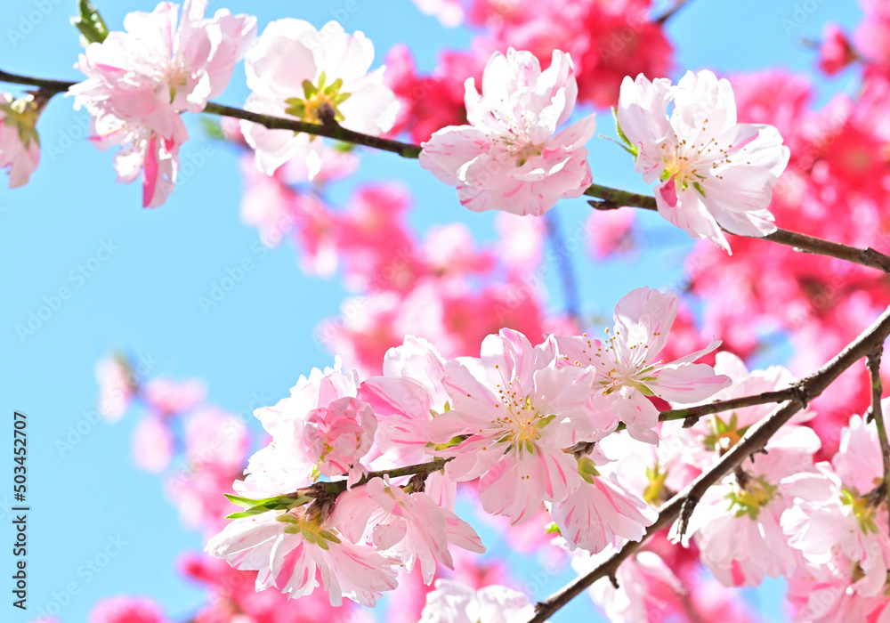 四国の山の桜と花桃、桃源郷 四国の山の桜と花桃、桃源郷