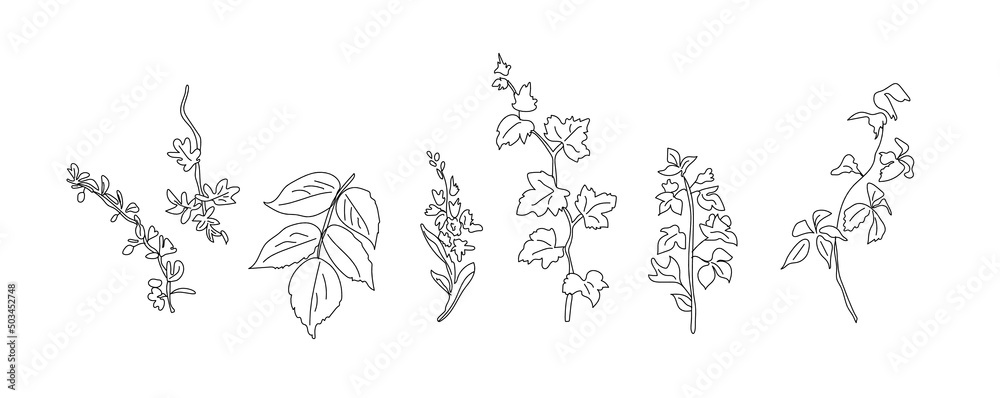 outline plants and flowers collection eps 10 outline plants and flowers collection eps 10