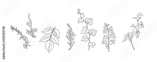 outline plants and flowers collection eps 10
