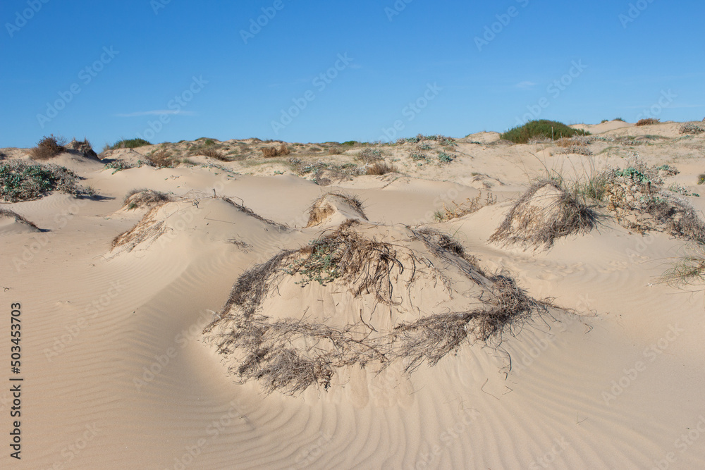 Vega Baja del Segura - Guardamar del Segura - Paisaje de dunas y vegetación junto al mar Mediterráneo Vega Baja del Segura - Guardamar del Segura - Paisaje de dunas y vegetación junto al mar Mediterráneo