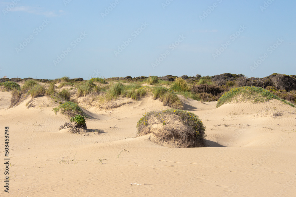 Vega Baja del Segura - Guardamar del Segura - Paisaje de dunas y vegetación junto al mar Mediterráneo Vega Baja del Segura - Guardamar del Segura - Paisaje de dunas y vegetación junto al mar Mediterráneo