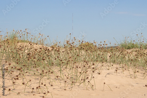 Vega Baja del Segura - Guardamar del Segura - Paisaje de dunas y vegetación junto al mar Mediterráneo