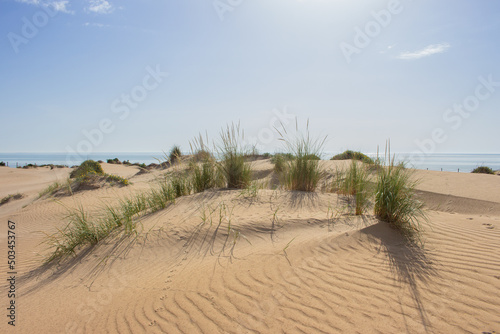 Fototapeta Naklejka Na Ścianę i Meble -  Vega Baja del Segura - Guardamar del Segura - Paisaje de dunas y vegetación junto al mar Mediterráneo