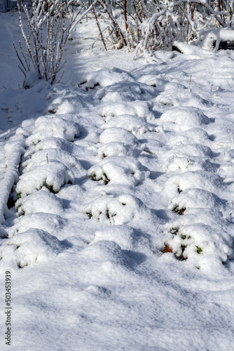 Garden bed with strawberries covered with freshly fallen snow on a May morning
