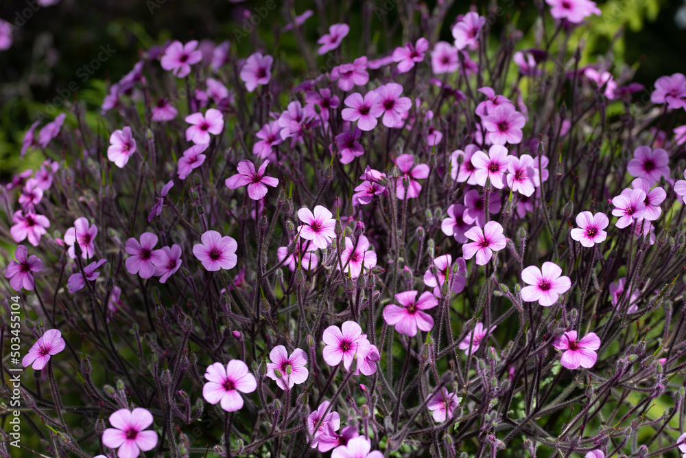 Teppichphlox, Polsterphlox (Phlox subulata)