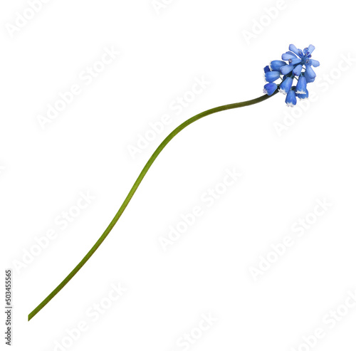 Small blue flowers of musca...