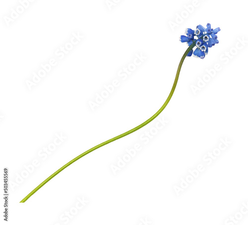 Small blue flowers of musca...