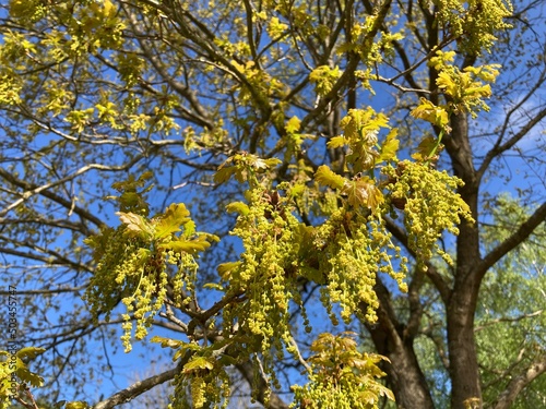 Feldahorn blüht im Frühling  photo