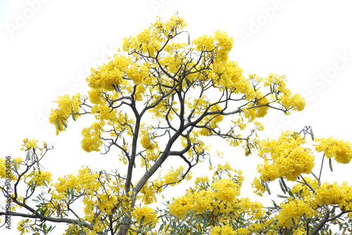 yellow blossom