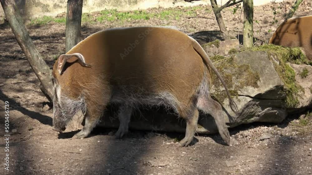 Red River Hog (Potamochoerus porcus) looking for food. Red River Hog (Potamochoerus porcus) looking for food.
