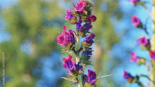 Pink wild flowers Blueweed or viper's bugloss and bumblebee collecting nectar closeup. Blooming purple Echium vulgare plant and nectaring humblebee in summer field close up, soft selective focus photo