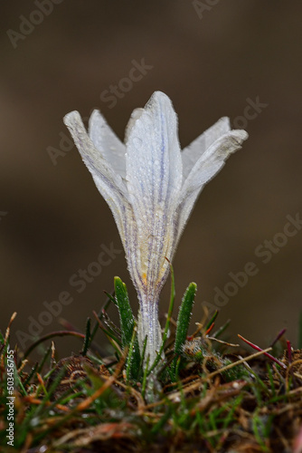 Crocus nevadensis - White mountain crocus is a Liliopsida plant photo