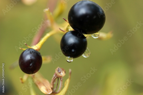 Black inedible berries on the macro tree.