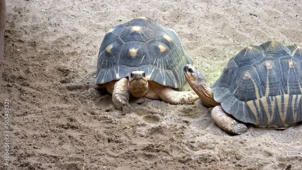 Madagascar tortoise (Pyxis arachnoides) .Tortoises are resting Madagascar tortoise (Pyxis arachnoides) .Tortoises are resting