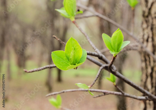 The first leaves on the branches of an apple tree (Malus baccata), macro photography, selective focus, horizontal orientation.