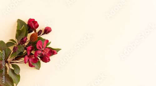 pink roses in white paper on light background  top view. floral composition with space for text.