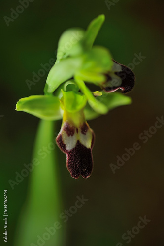 Ophrys Fusca is a kind of monopodial and terrestrial orchids. photo