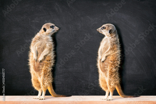 Photo Portrait of two meerkats standing and looking at each other against blackboard with copy space in classroom