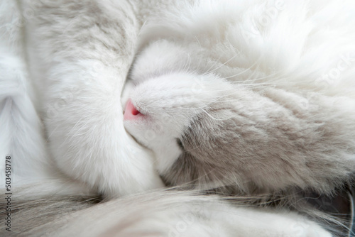 A sleeping white ragdool cat rolled into a ball. Close up. Shallow Depth of Field. SDF. 