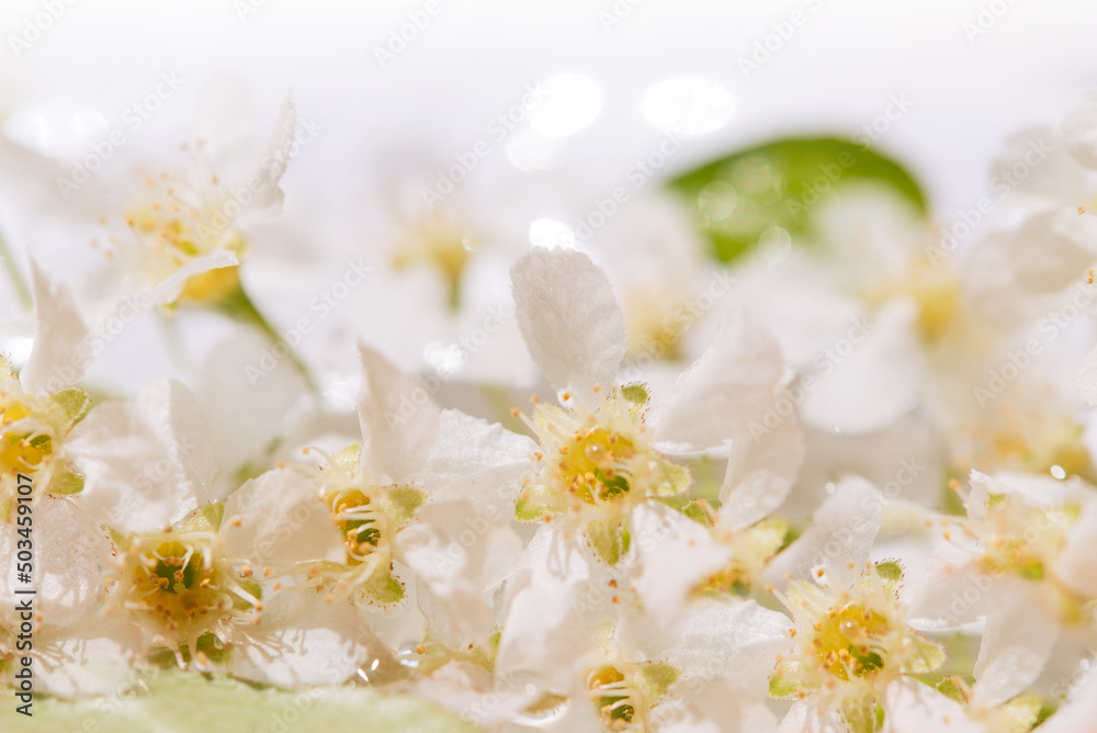 Abstract spring seasonal background with white flowers, natural floral image with copy space Abstract spring seasonal background with white flowers, natural floral image with copy space