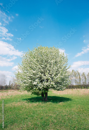 spring tree, blossom apple trees on a beautiful background