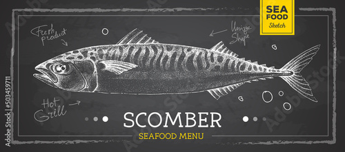 Realistic chalk drawing scomber fish vector illustration. Seafood menu design photo