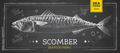 Realistic chalk drawing scomber fish vector illustration. Seafood menu design