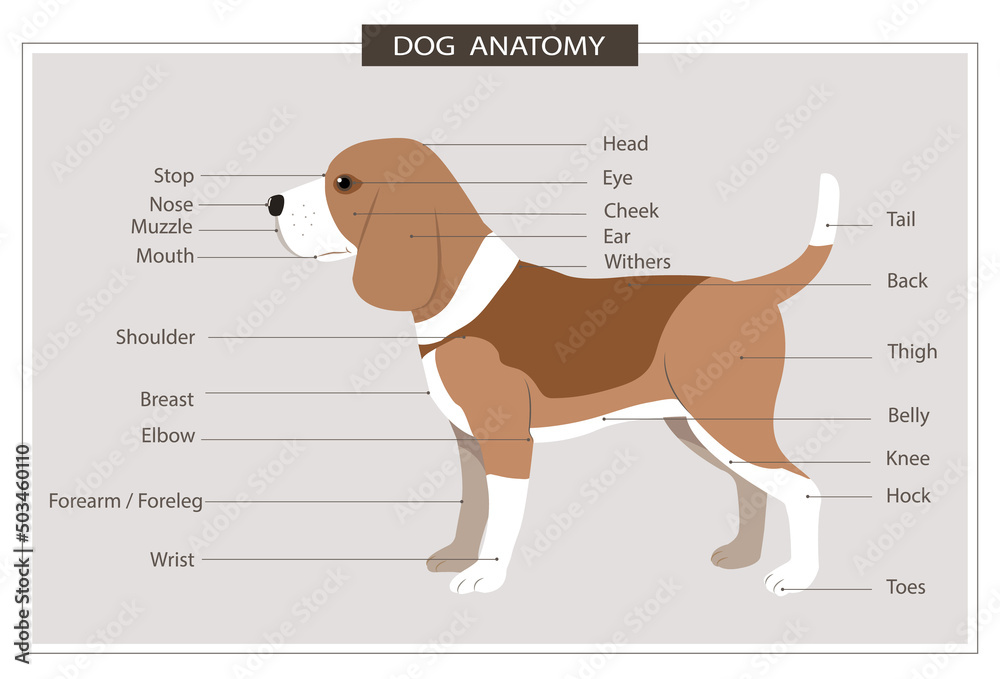 canine anatomy illustration veterinary body parts name education manual