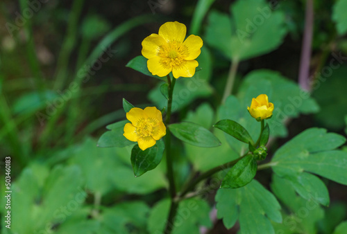Yellow flowers of Creeping buttercups (Ranunculus repens). A creeping crowfoot blossom with colorful flowers. Natural background with selective focus.