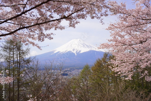 日本の山梨県の荒倉山浅間公園の満開の桜と富士山