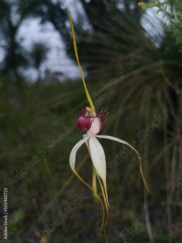 Caladenia x exserta a unique blend of 2 orchids photo