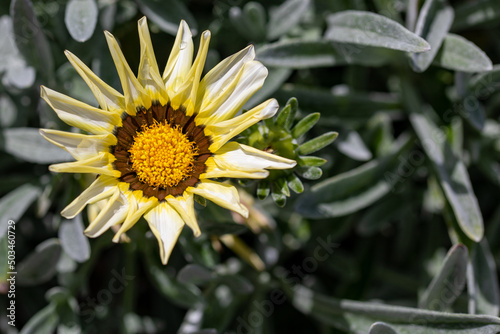 kleine Sonnenblume