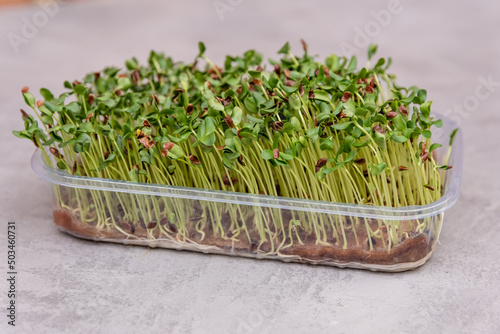 Sprouted flax seeds microgreens. Microgreens in a plastic container. Micro green sprouts of mustard grows on the windowsill. Home garden, healthy food. Sprouts of flax. Flax seedlings, green plants