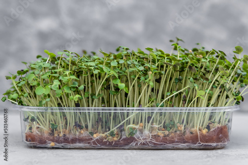Mockup for healthy eating and organic restaurant cooking advertisement. Organic micro greens. Growing green shoots of leaf cabbage, seedlings and young plants. Sprouted curly leaf kale