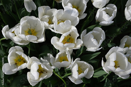 White tulips background. Flower summer landscape card.