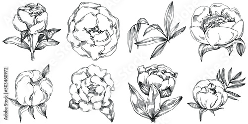 Peony flower. Floral botanical flower. Isolated illustration element. Vector hand drawing wildflower for background, texture, wrapper pattern, frame or border.