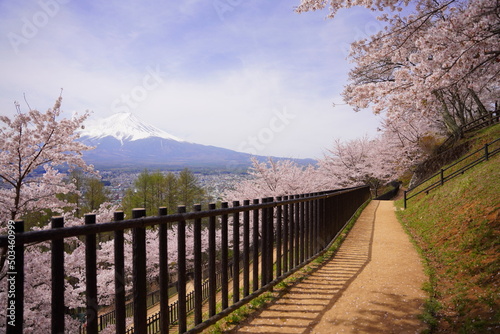 日本の山梨県の荒倉山浅間公園の満開の桜と富士山
