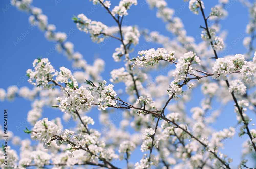 White flowers of blooming Apple tree in spring against blue sky on a Sunny day close-up macro in nature outdoors. Film photography White flowers of blooming Apple tree in spring against blue sky on a Sunny day close-up macro in nature outdoors. Film photography