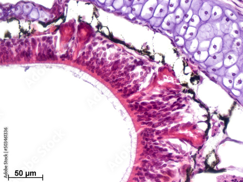 Olfactory epithelium with mucous gland (Bowman glands). Sagittal section. Hematoxylin and Eosin Staining.  photo