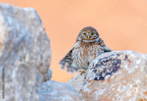 The little owl (Athene noctua), also known as the owl of Athena or owl of Minerva