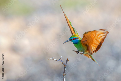 bee-eater