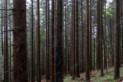 Wald - Berchtesgaden