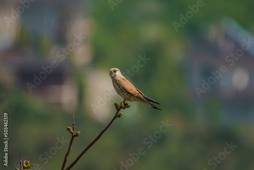 Common Kestrel (Falco tinnunculus) perched on tree branch