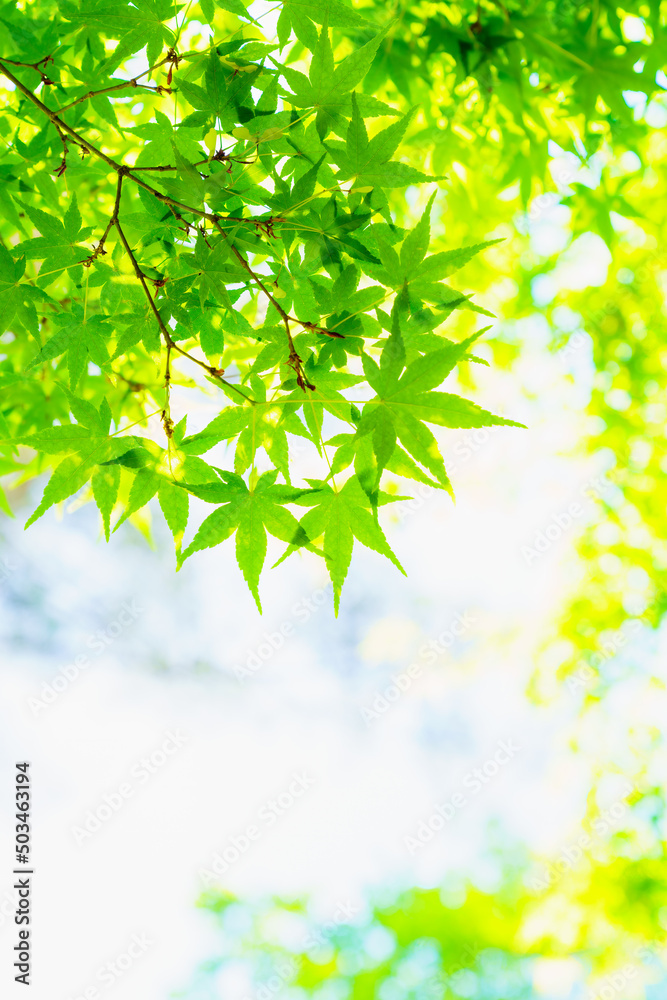 もみじ 新緑
