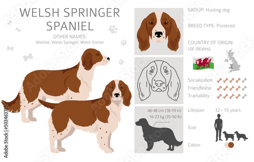 Welsh Springer spaniel clipart. Different poses, coat colors set