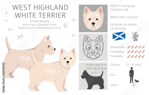 West Highland White Terrier clipart. Different poses, coat colors set