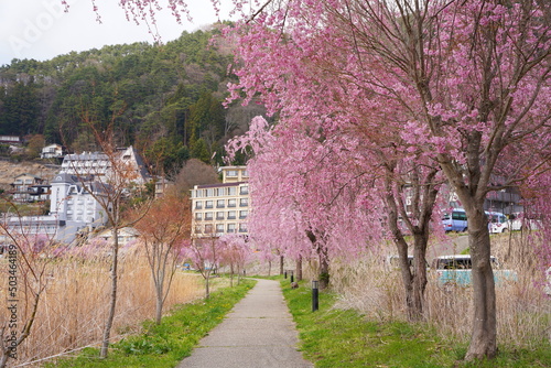 河口湖畔の美しい桃色のしだれ桜