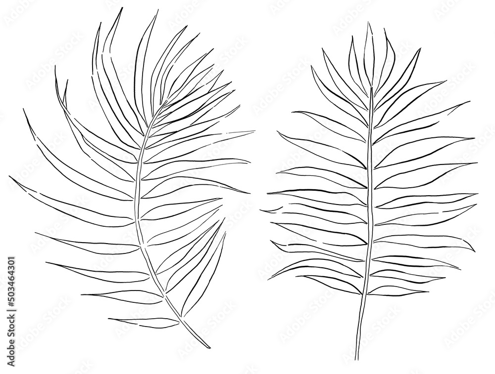 Black outline tropical palm leaves, isolated wedding invitation element illustration Black outline tropical palm leaves, isolated wedding invitation element illustration