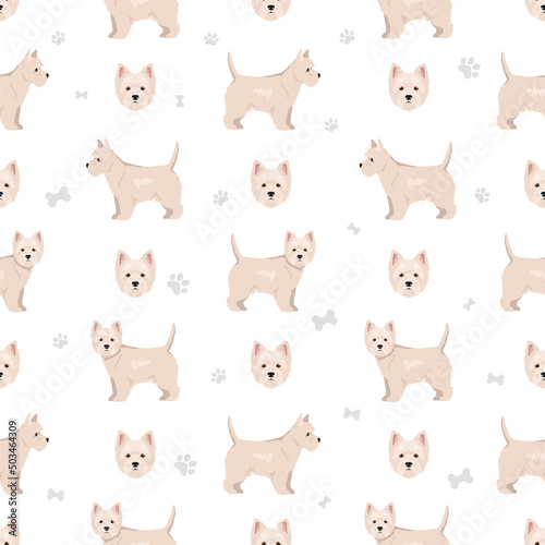 West Highland White Terrier seamless pattern. Different poses, coat colors set